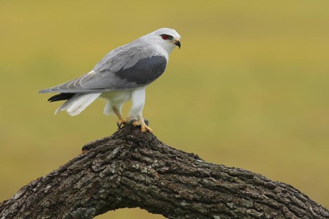 Black-winged Kite (Elanus caeruleus) perched on a trunk, Andalusia, Spain
