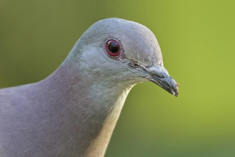 Pale-vented Pigeon (Patagioenas cayennensis), Trinidad and Tobago