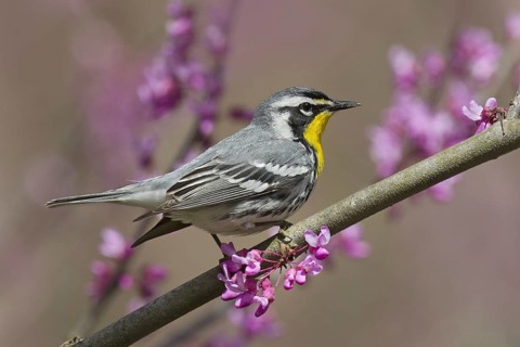 Yellow-throated Warbler (Setophaga dominica), Ohio, USA