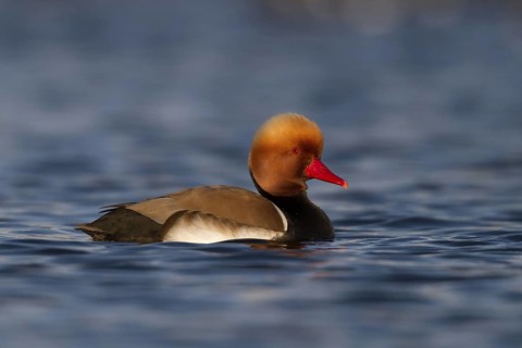 Red-crested Pochard (Netta rufina) male, Bavaria, Germany