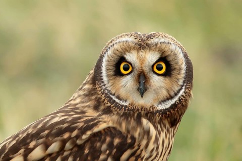 Velduil, Short-eared owl, Asio flammeus
