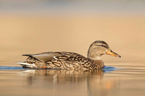Zwemmende Eend vanuit laag standpunt, mallard swimming low point of view
