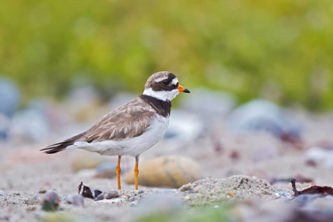 Common Ringed Plover (Charadrius hiaticula), Schleswig-Holstein, Germany