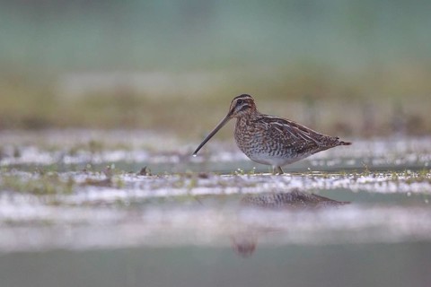 Common Snipe (Gallinago gallinago) foraging, North Rhine-Westphalia, Germany