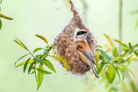 Eurasian Penduline Tit (Remiz pendulinus) at nest, Saxony-Anhalt, Germany