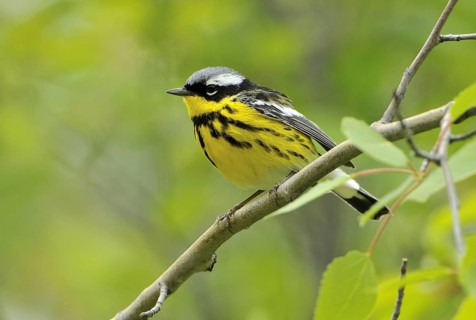 Magnolia Warbler (Setophaga magnolia), Alberta, Canada