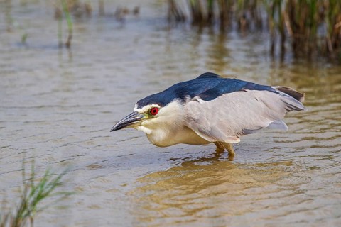 Black-crowned Night Heron (Nycticorax nycticorax) hunting, Spain