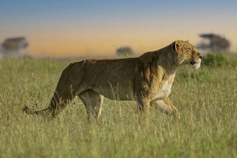 Löwe (Panthera leo) Weibchen streift alleine durch Savanne, Serengeti, Tansania | African Lion