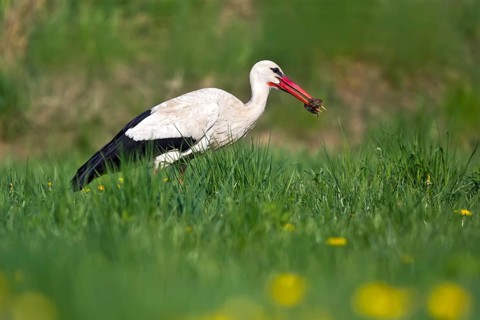 White Stork (Ciconia ciconia) eating a mouse, Bavaria, Germany