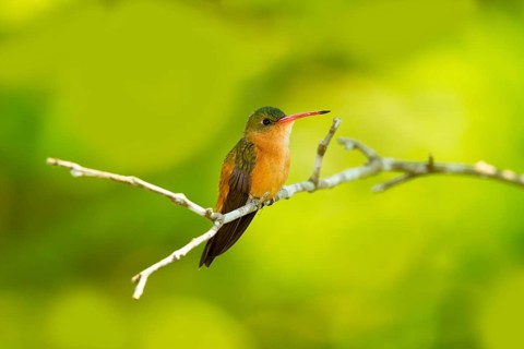 Cinnamon Hummingbird Amazilia rutila El Tuito, Jalisco, Mexico 12 June Adult Trochilidae