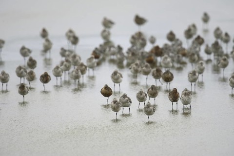Bar-tailed Godwit (Limosa lapponica), Texel, Netherlands