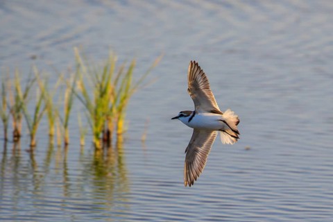 Kentish Plover (Charadrius alexandrinus) flying, Mallorca, Spain