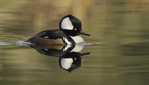 Hooded Merganser (Lophodytes cucullatus) male, British Columbia, Canada