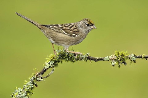 Golden-crowned Sparrow (Zonotrichia atricapilla), British Columbia, Canada