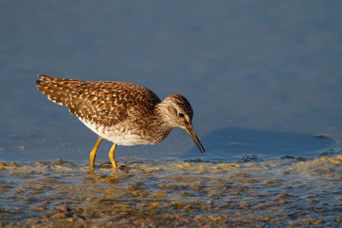 Wood Sandpiper (Tringa glareola) foraging, Netherlands