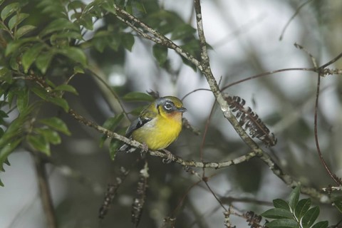 Black-eared Shrike-babbler (Pteruthius melanotis), Fraser's Hill, Malaysia