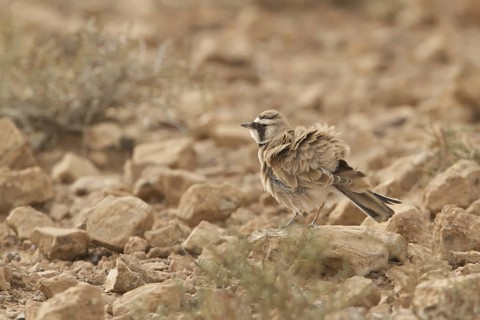 Temminck's Lark (Eremophila bilopha), Morocco