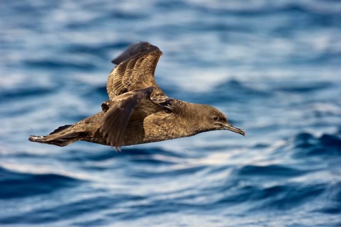 Sooty Shearwater (Ardenna grisea) flying, Eilat, Israel