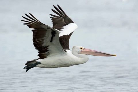 Australian Pelican (Pelecanus conspicillatus) flying, Victoria, Australia