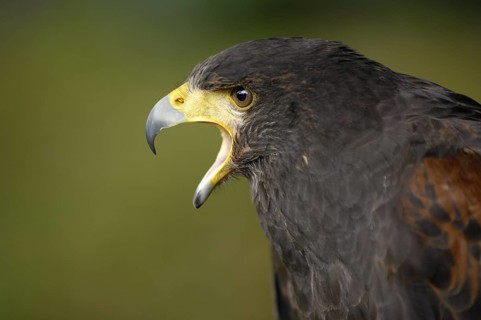 Wüstenbussard (Parabuteo unicinctus) Portrait, rufend, captive, Heimat: Südwesten der USA, Mittel-