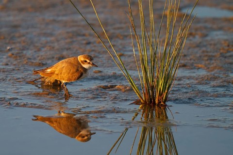 Kentish Plover (Charadrius alexandrinus) female, Mallorca, Spain