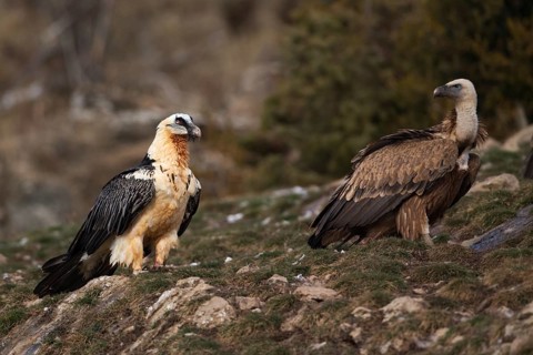 Bearded Vulture (Gypaetus barbatus), Pyrenees, Spain