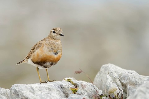 Eurasian Dotterel (Charadrius morinellus), Grisons, Switzerland
