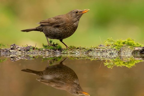 Common Blackbird (Turdus merula) female, Utrecht, Netherlands