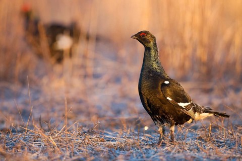 Black Grouse (Lyrurus tetrix) male, Nizhegorodskaya, Russia