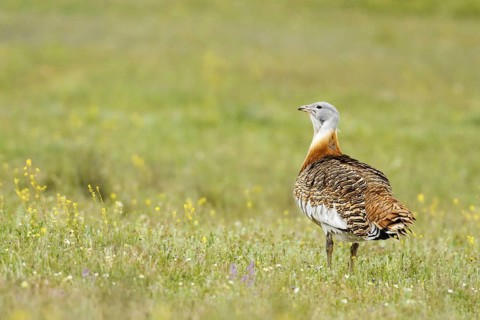 Great Bustard (Otis tarda), Castile, Spain