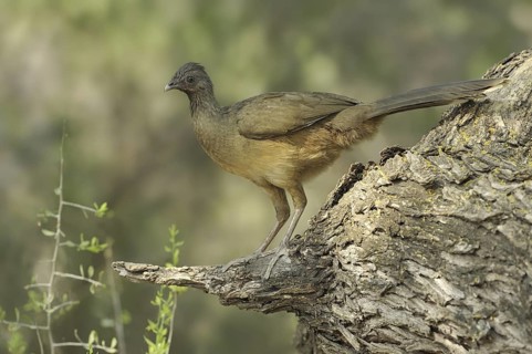 Plain Chachalaca (Ortalis vetula mccalli), Texas, USA