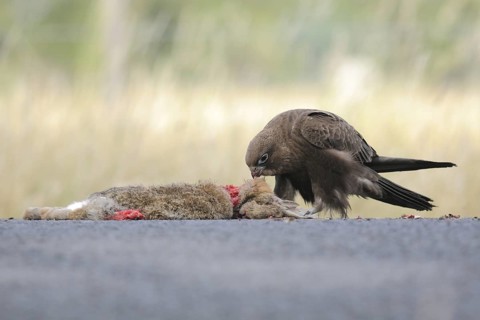 Black Falcon (Falco subniger), Victoria, Australia