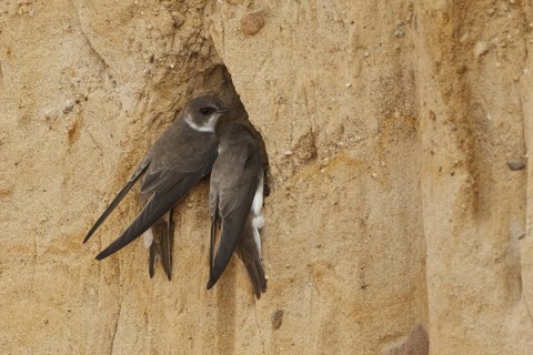Sand Martin (Riparia riparia), Rhineland-Palatinate, Germany
