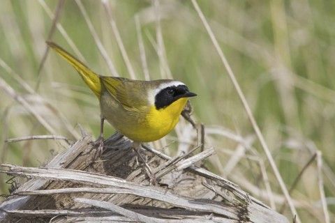Common Yellowthroat (Geothlypis trichas), British Columbia, Canada