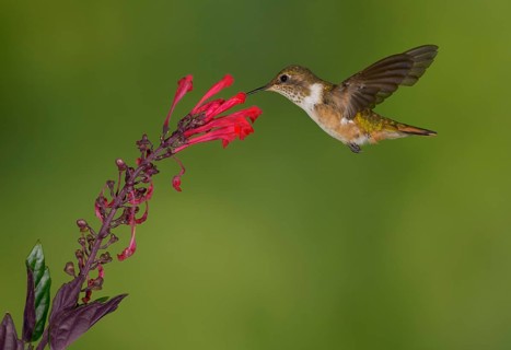Female Volcano Hummingbird (Selasphorus flammula) San Gerrardo de Dota, Costa Rica