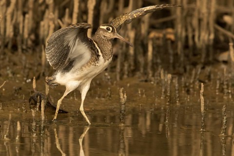 Greater Painted-snipe (Rostratula benghalensis), Gambia