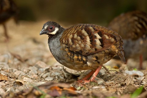 Malaysian Partridge (Arborophila campbelli), Pahang, Malaysia