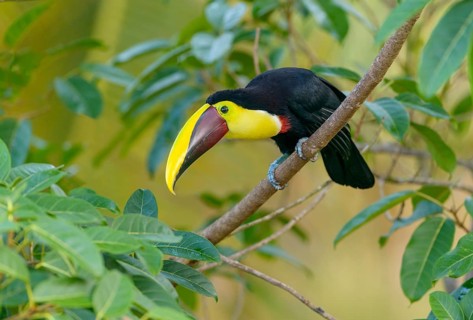 Black-manabilled Toucan (Ramphastos ambiguus) - at Laguna Lagarto Lodge near Boca Tapada, Costa