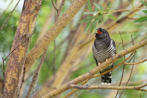 Common Cuckoo (Cuculus canorus) juvenile near the nest of an Eurasian Reed Warbler, Saxony-Anhalt,