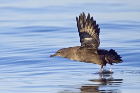 Sooty Shearwater (Ardenna grisea) flying, British Columbia, Canada