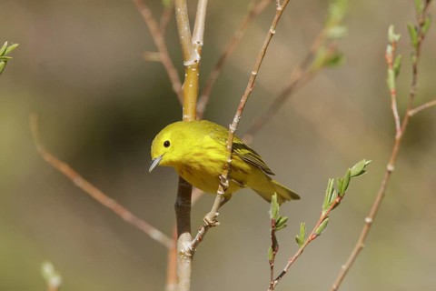 American Yellow Warbler (Setophaga aestiva) male, Hawaii, USA