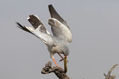 Pale Chanting Goshawk (Melierax canorus), Oshikoto, Etosha National Park, Namibia
