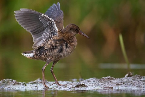Water Rail (Rallus aquaticus) juvenile, Saxony, Germany