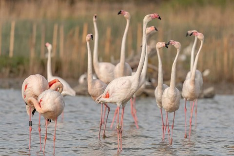A group of flamingos in full courtship display in a wetland habitat on a clear day. The scene