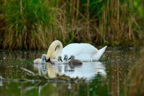 A swan feeding its chicks in the water, surrounded by green vegetation, Mute Swan, (cygnus olor),
