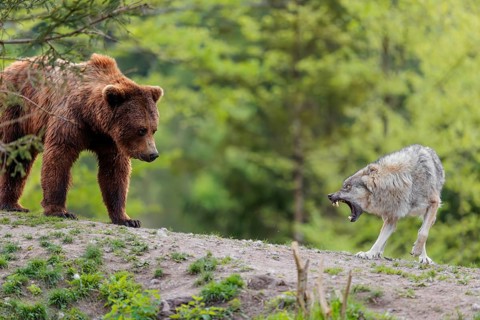 A Eurasian gray wolf (Canis lupus lupus) encounters a European brown bear (Ursus arctos arctos) in