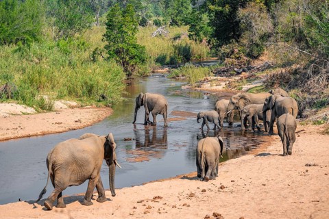 African elephant (Loxodonta africana), group crossing a river, Kruger National Park, South Africa