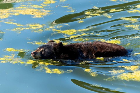 A bear swimming in the water surrounded by algae, black bear (Ursus (genus) France