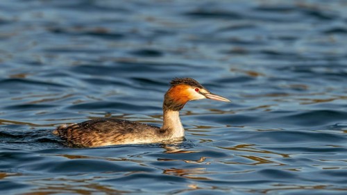 Great crested grebe (Podiceps scalloped ribbonfish) swimming on a lake, Reintaler See, Breitenbach,