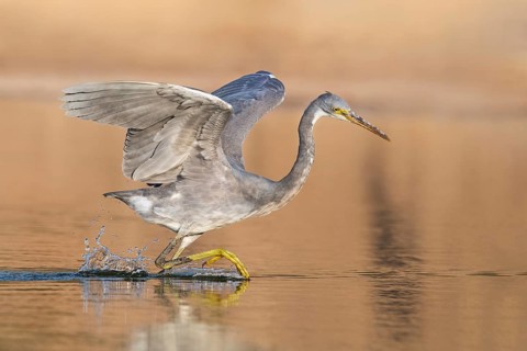 Western Reef Heron (Egretta gularis), Eilat, Israel